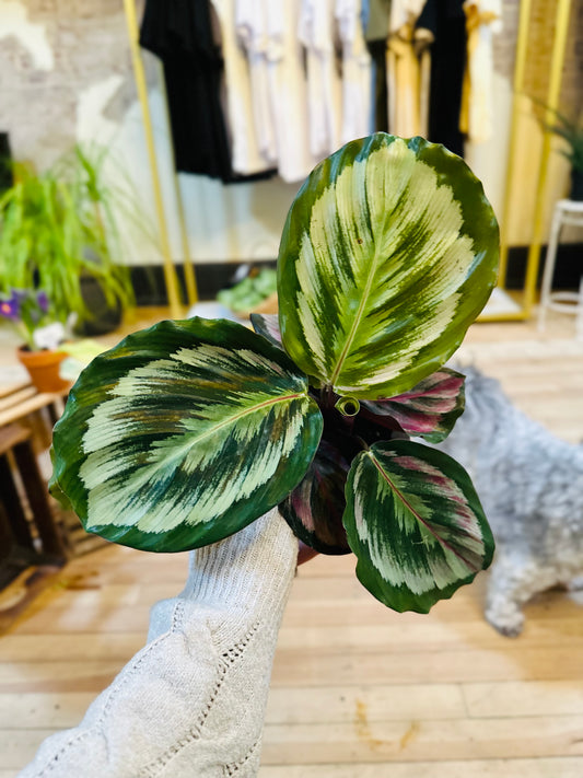 4" Calathea Medallion
