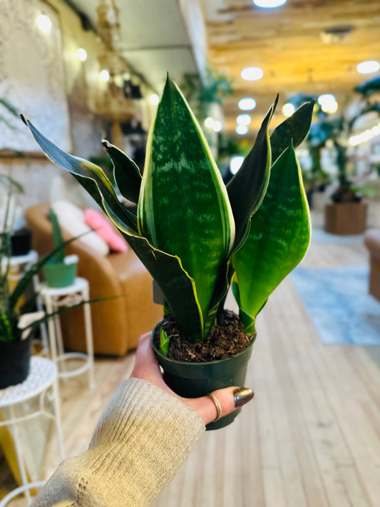 4" Fabi Snake Plant