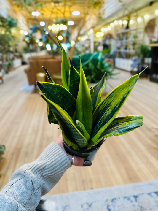 4" Snake Plant Flame