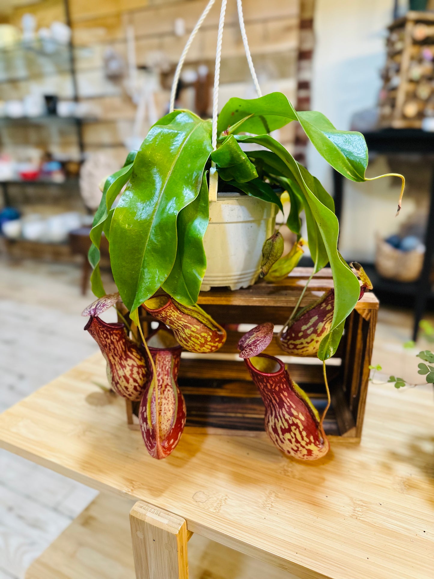 6" Miranda Pitcher Plant Basket