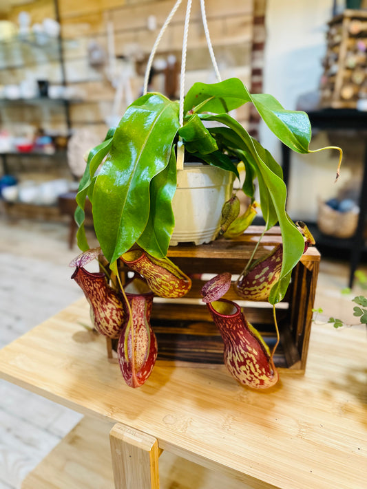 6" Miranda Pitcher Plant Basket