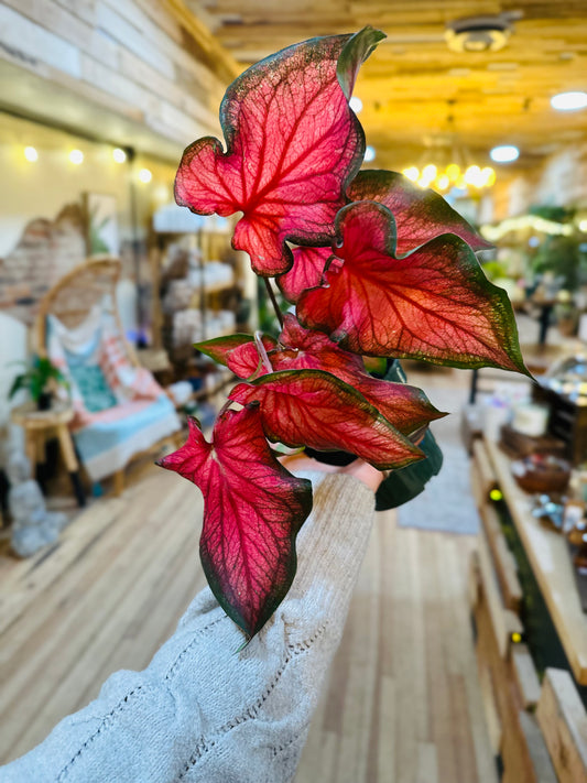 4" Caladium Fairytale Princess