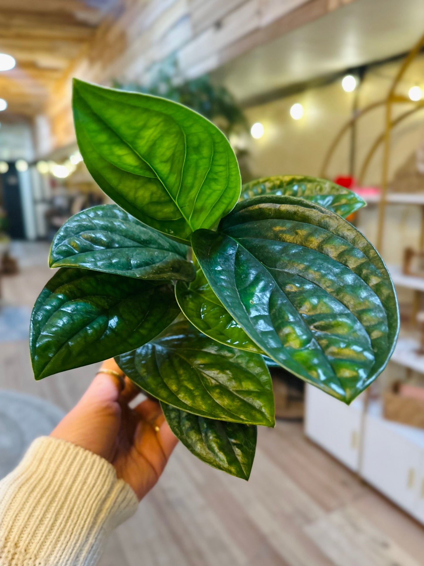 4" Monstera Peru