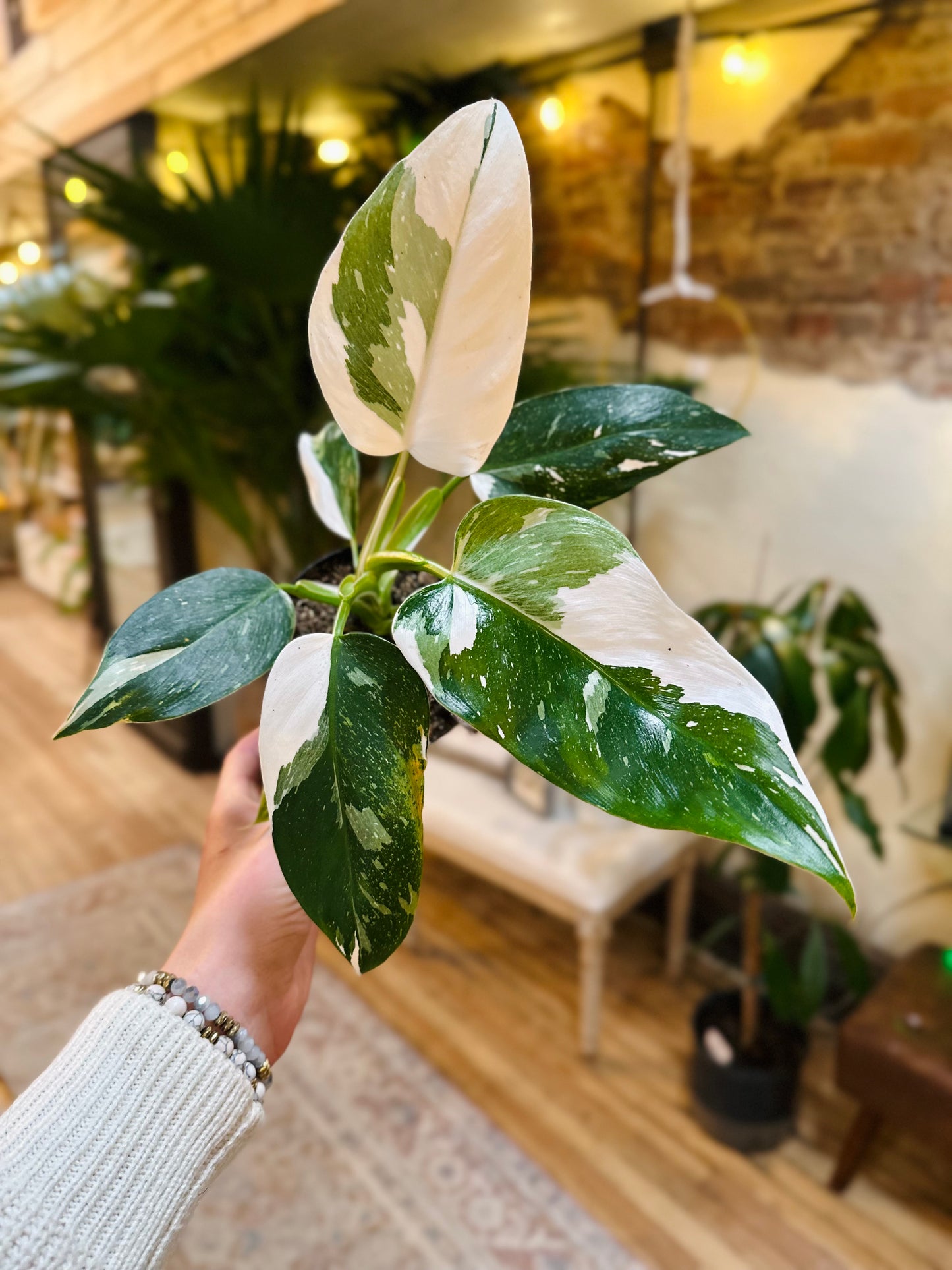 4" Philodendron White Wizard