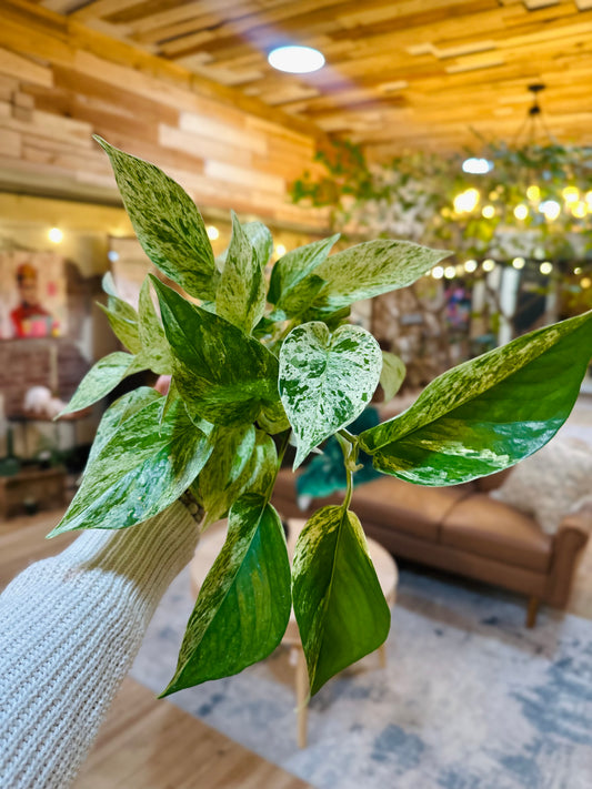 4" Marble Queen Pothos