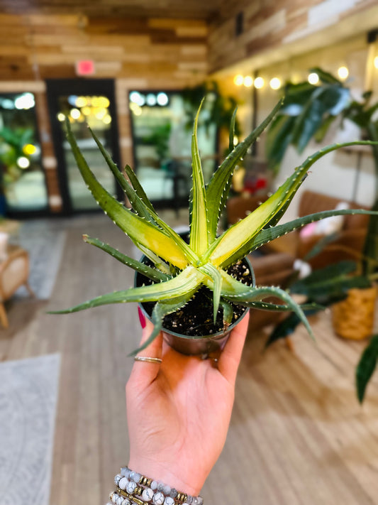 4" Aloe Vera Solar Flare