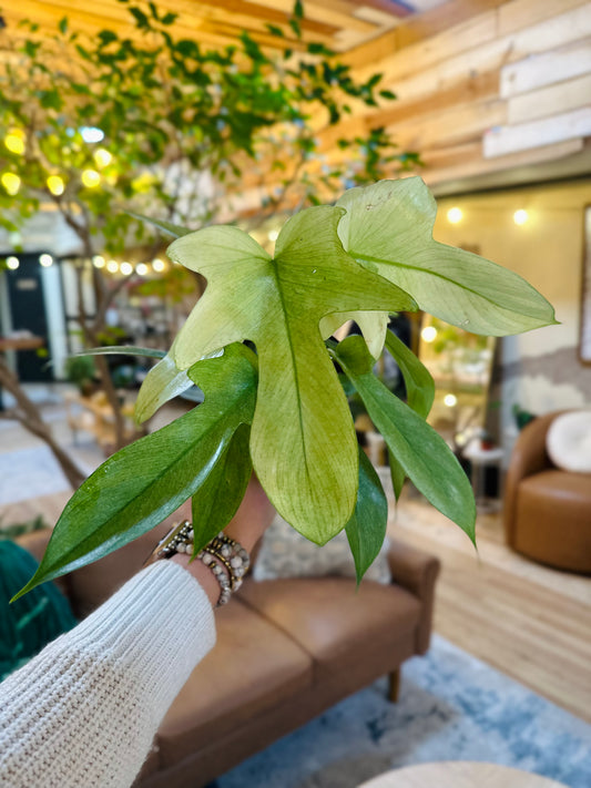 4" Philodendron Florida Ghost