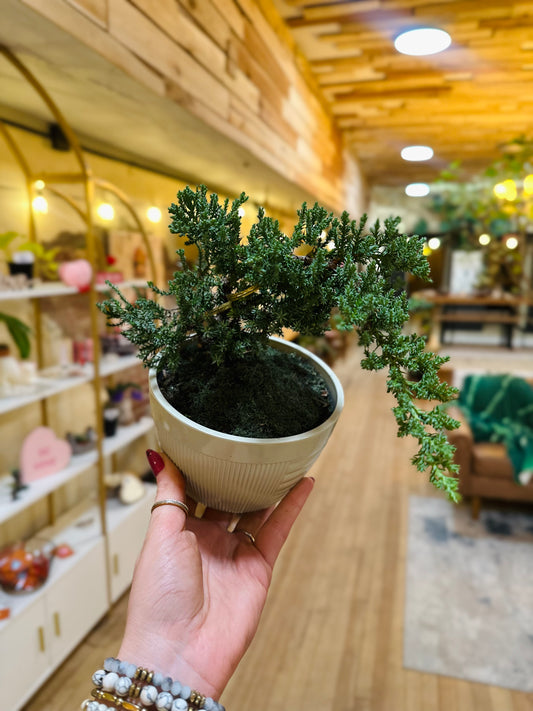 6" Juniper Bonsai