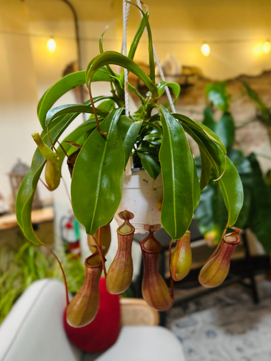 6" Nepenthes Pitcher Plant Basket