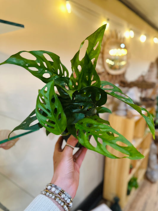 4" Monstera Adansonii