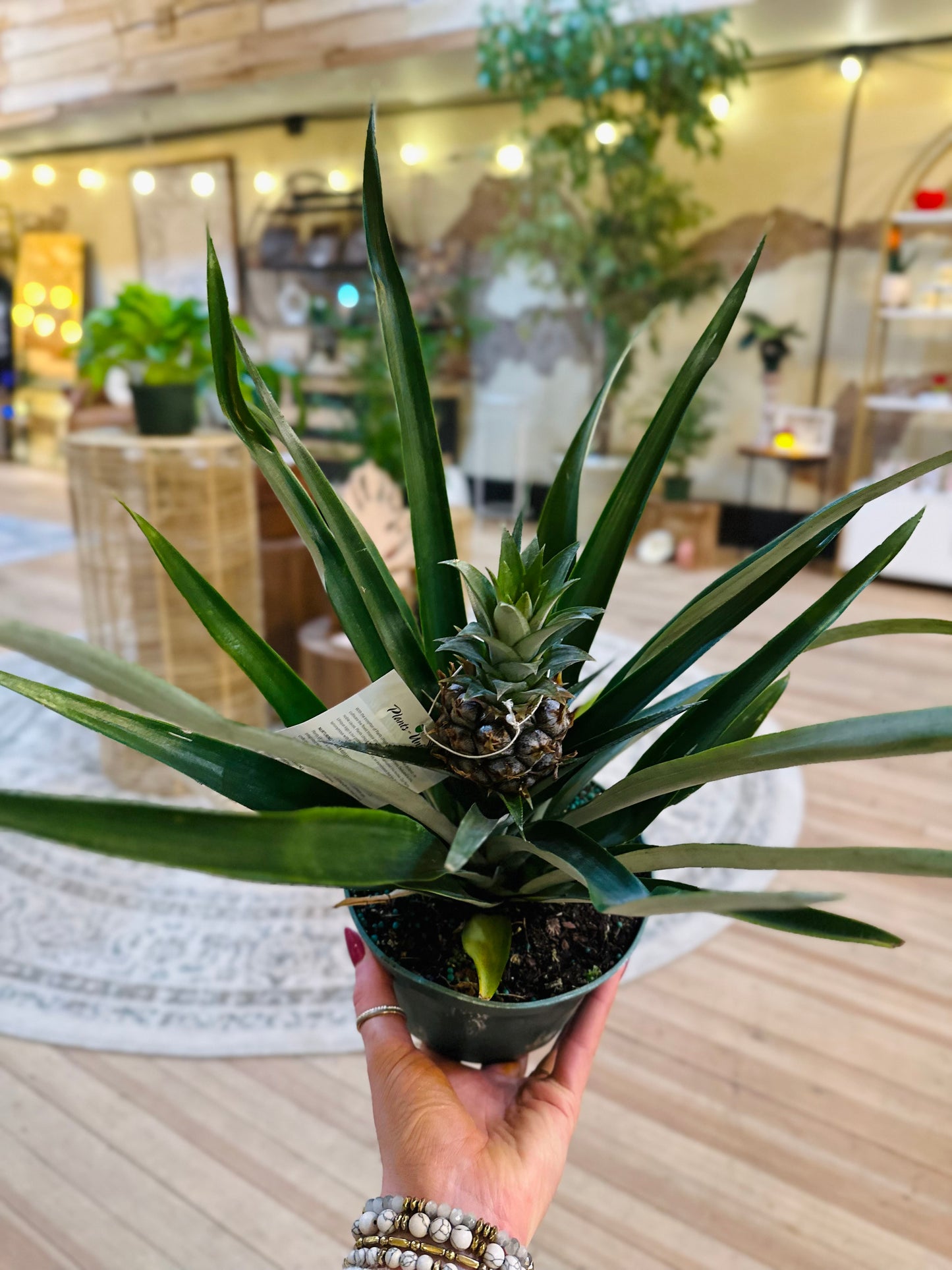 6" Pineapple