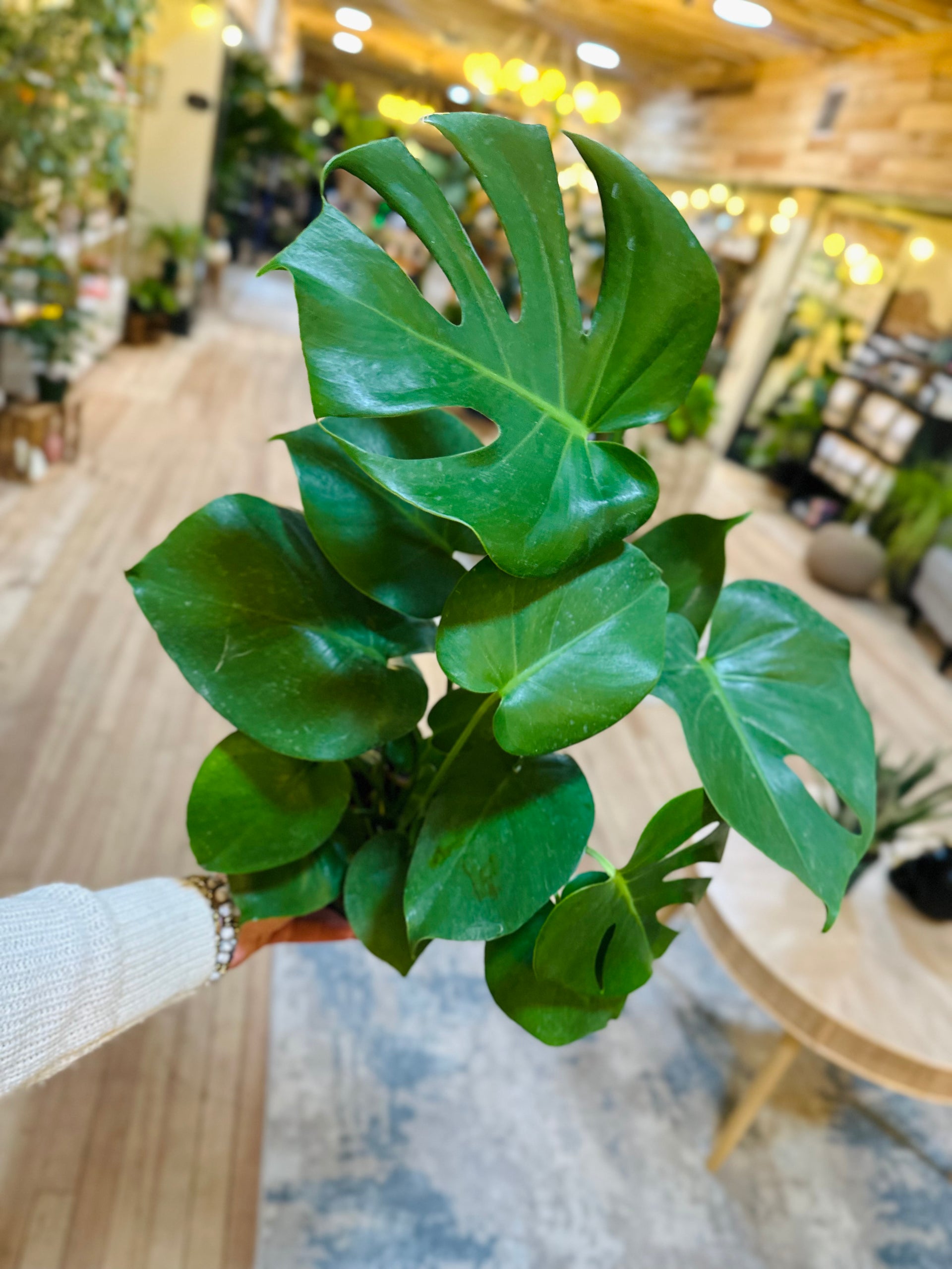 6" Monstera Deliciosa  Grows on Main
