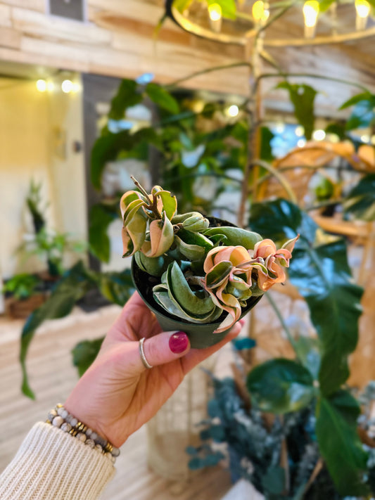 4" Hoya Rope Variegated