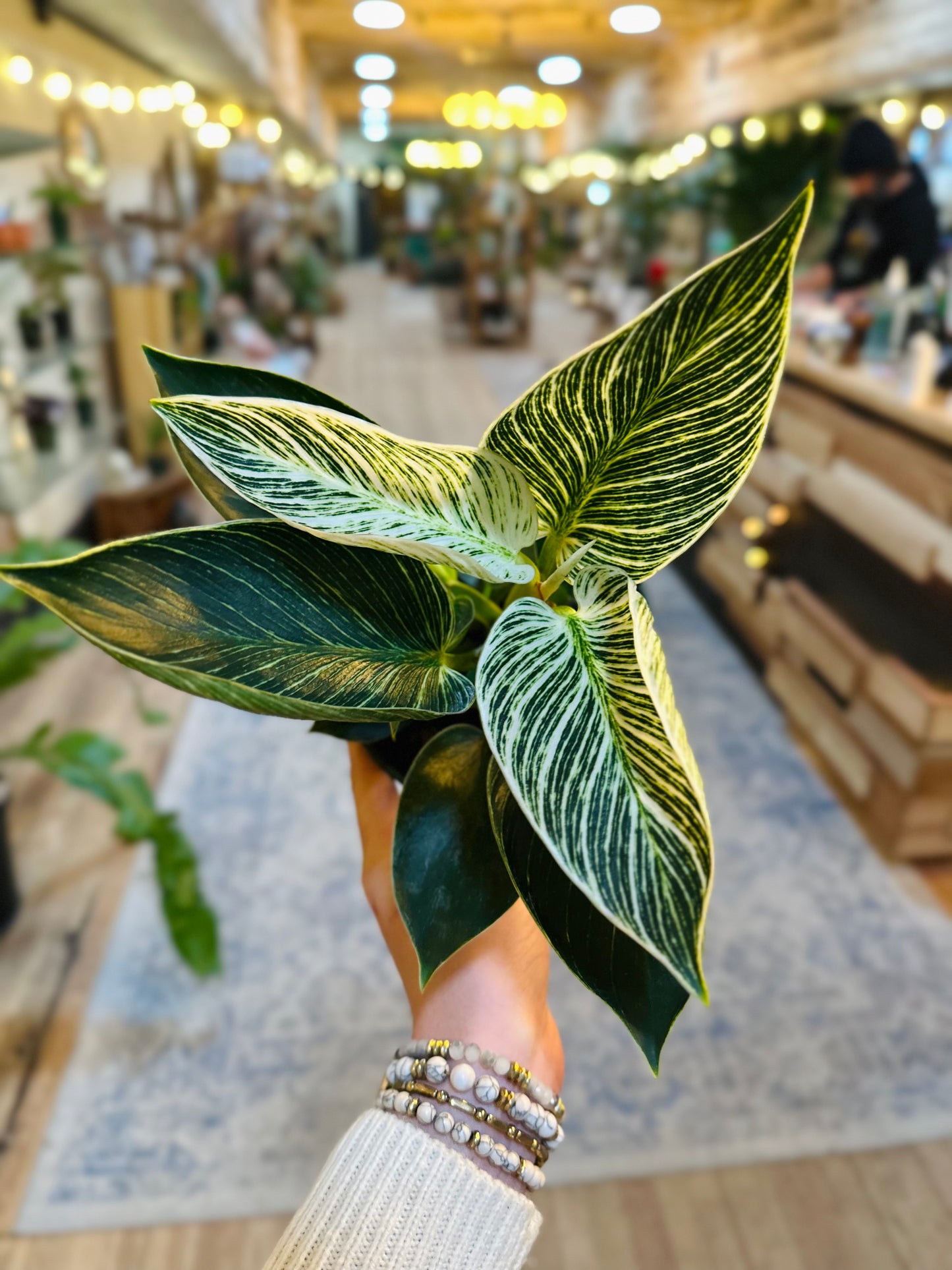 6" Philodendron Birkin