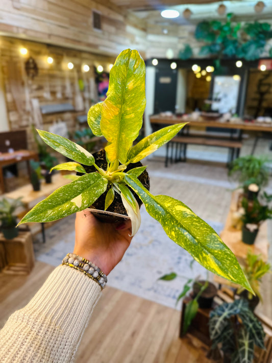 4" Philodendron Ring of Fire