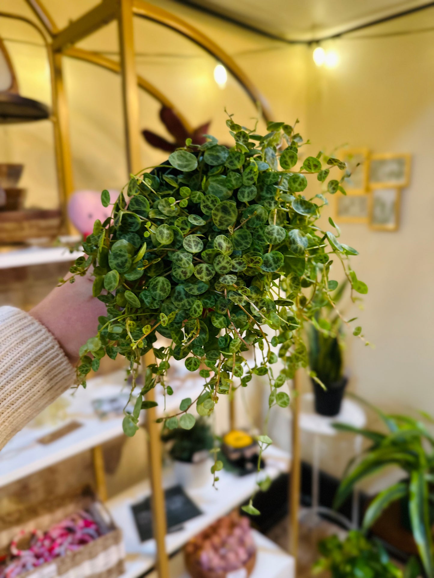 4" String of Turtles