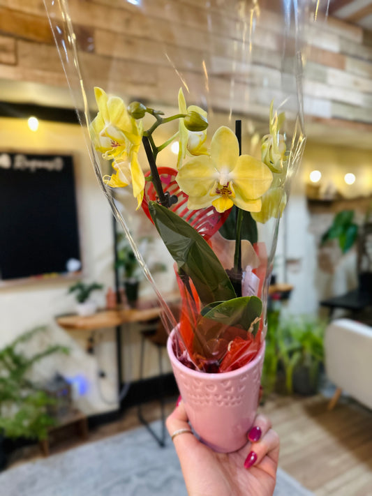 4" V-Day Phalaenopsis Orchid