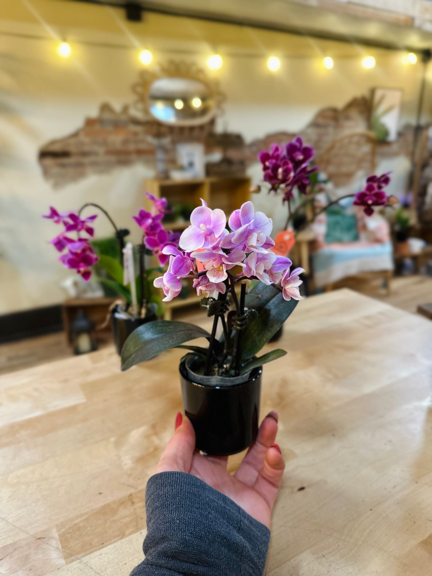 3" Mini Orchid