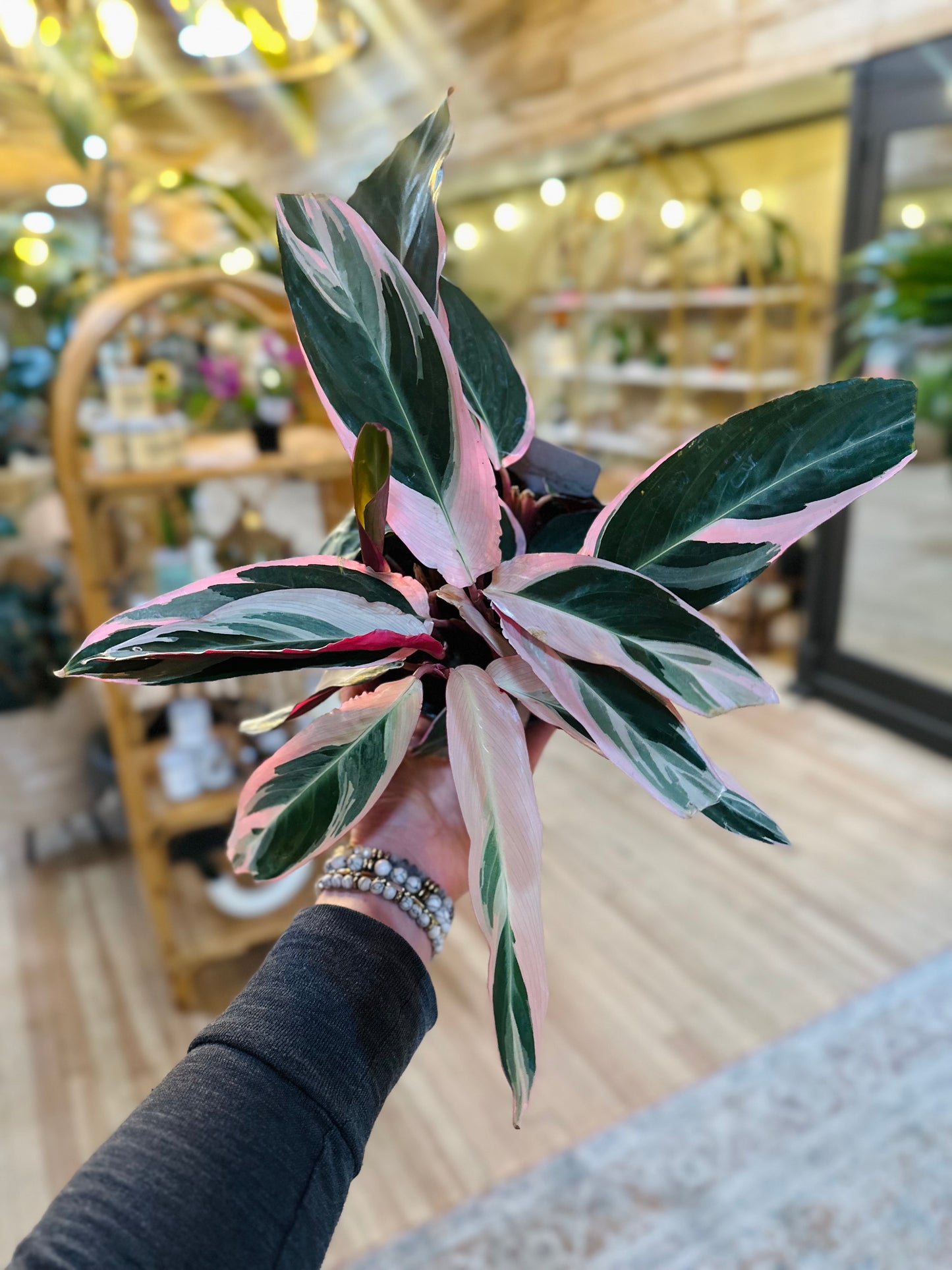 6" Stromanthe Triostar