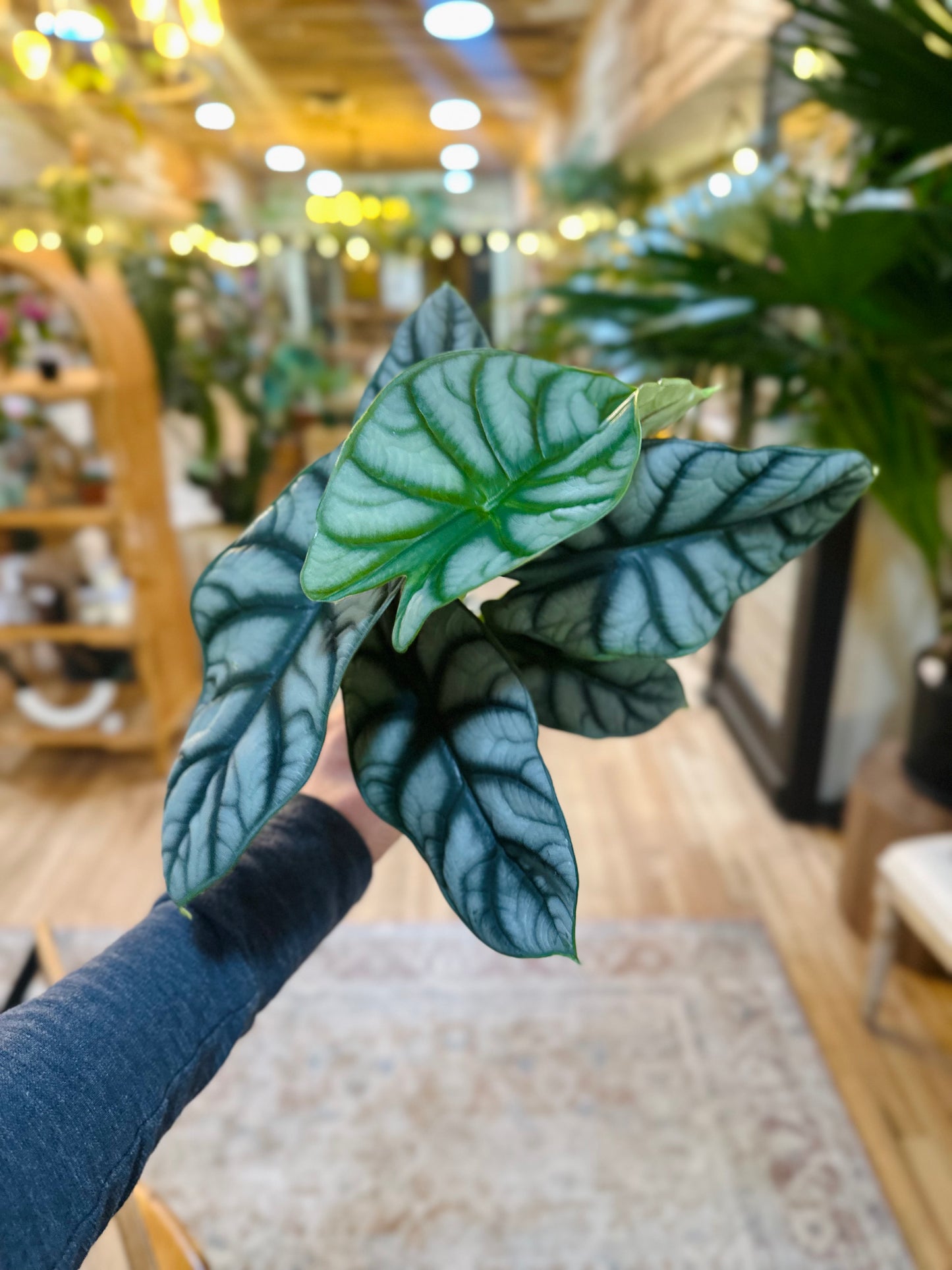 4" Alocasia Silver Dragon