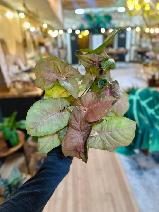 4" Syngonium Pink Perfection