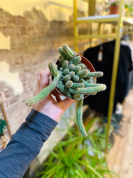 4" Peanut Cactus