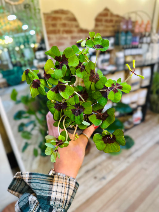 4" Oxalis Iron Cross