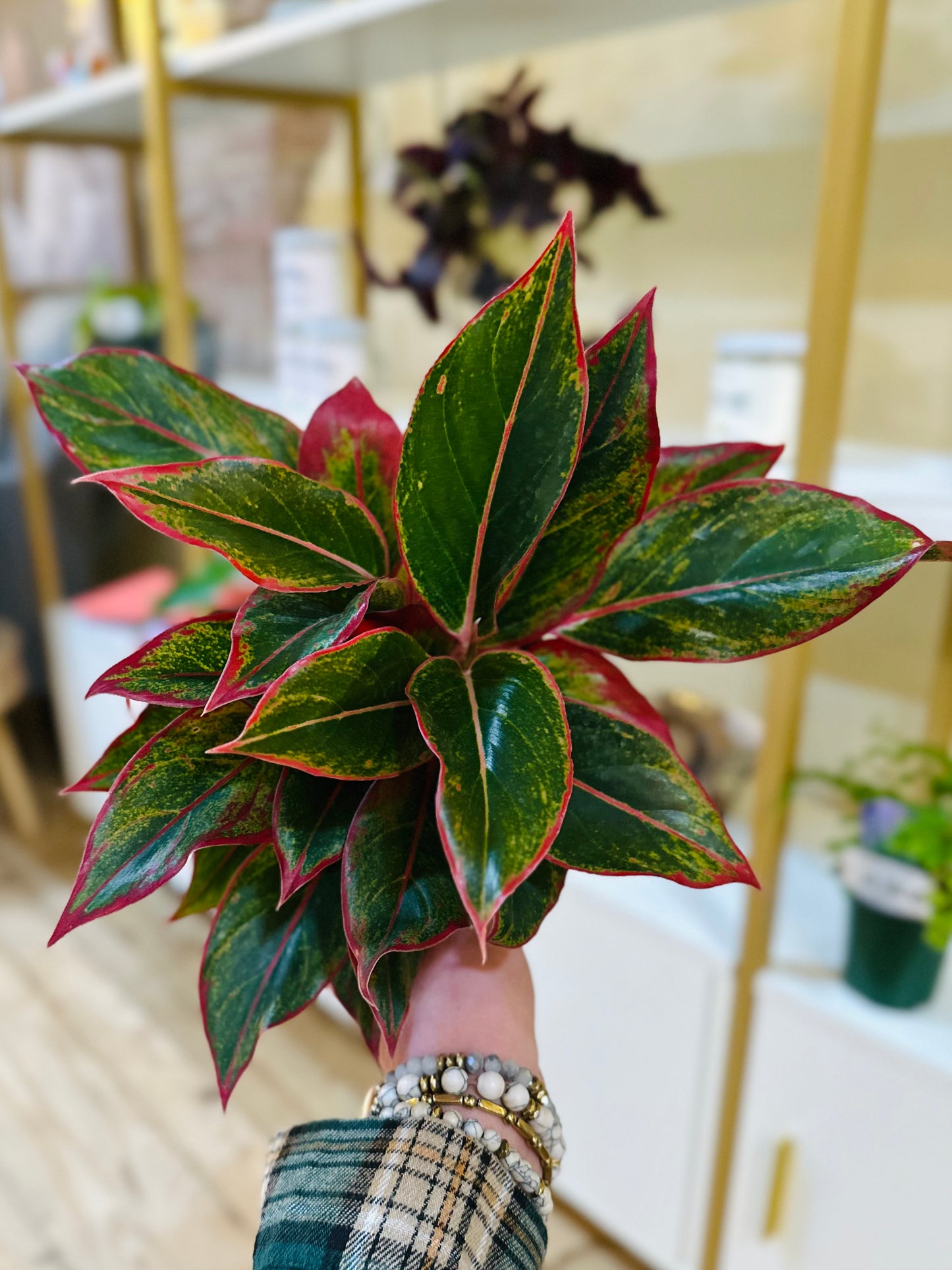 5" Aglaonema Siam Red