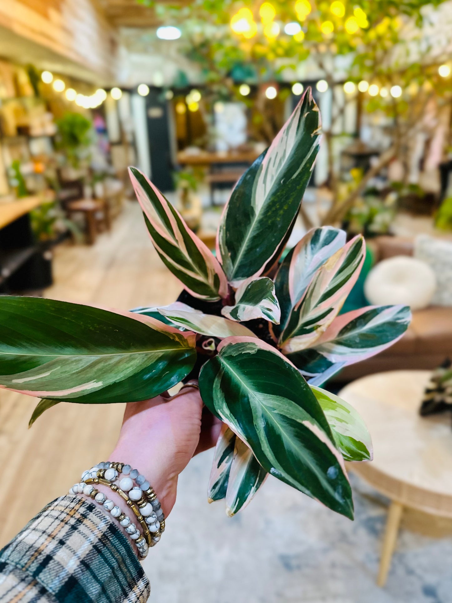 6" Stromanthe Triostar