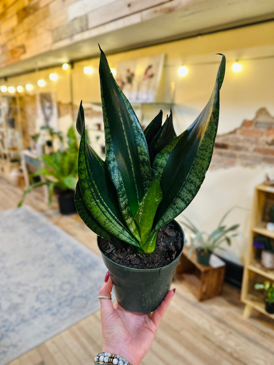 6" Silver Flame Snake Plant