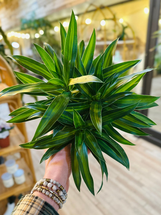 6" Dracaena Song of Jamaica