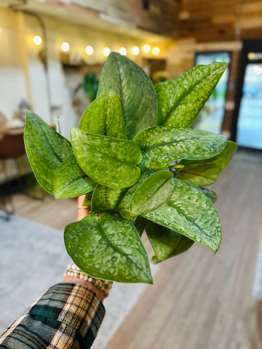 6" Scindapsus Mount Salak