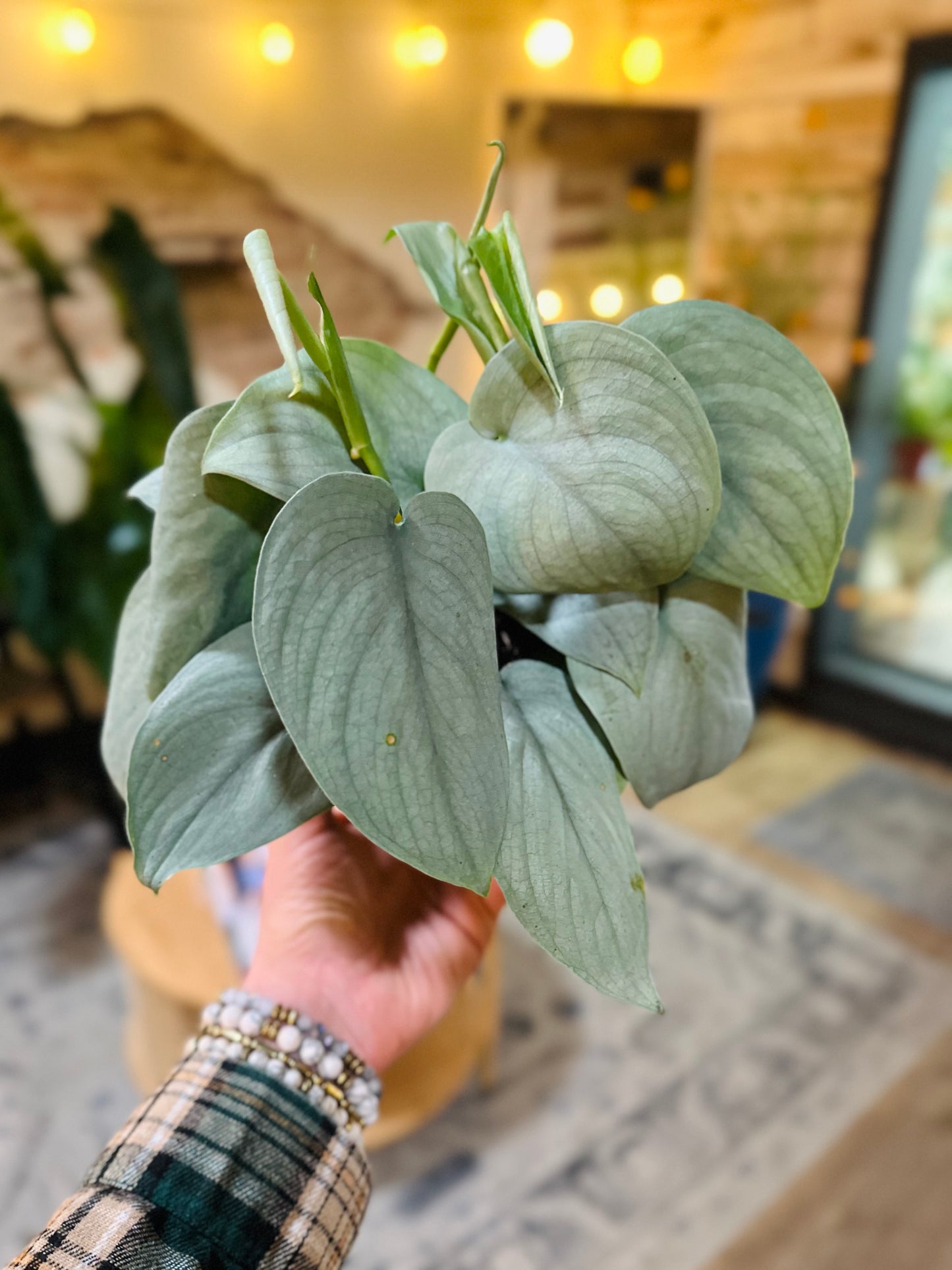 6" Scindapsus Java Platinum