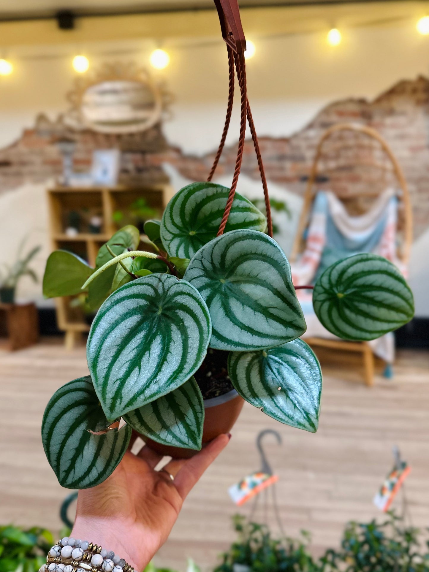 6" Watermelon Peperomia Basket