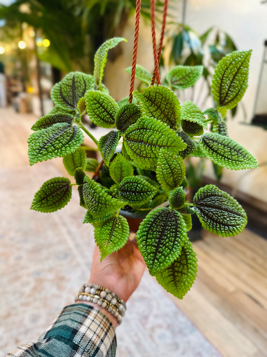 6" Pilea Moon Valley Basket