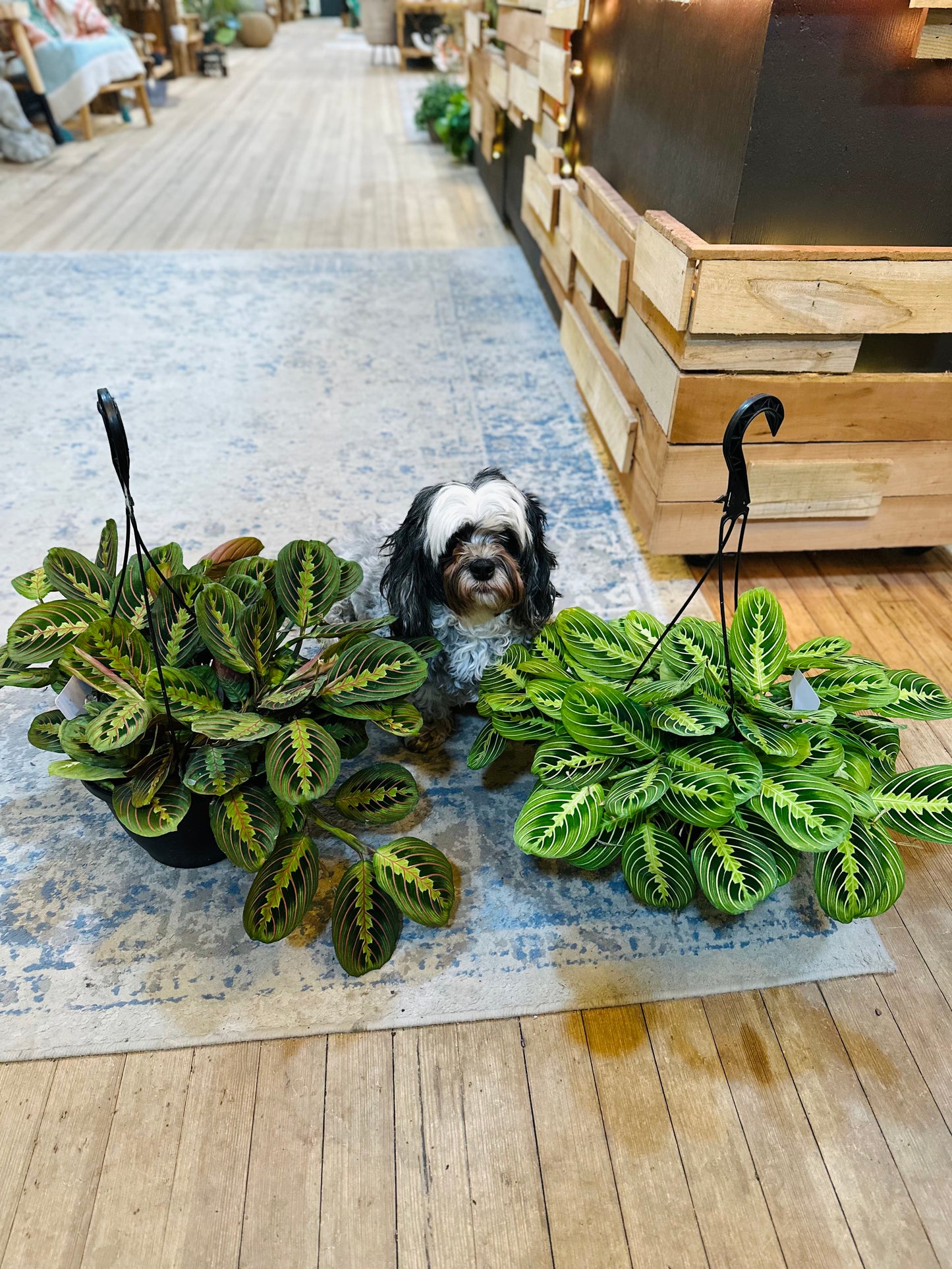 8" Maranta Lemon Basket