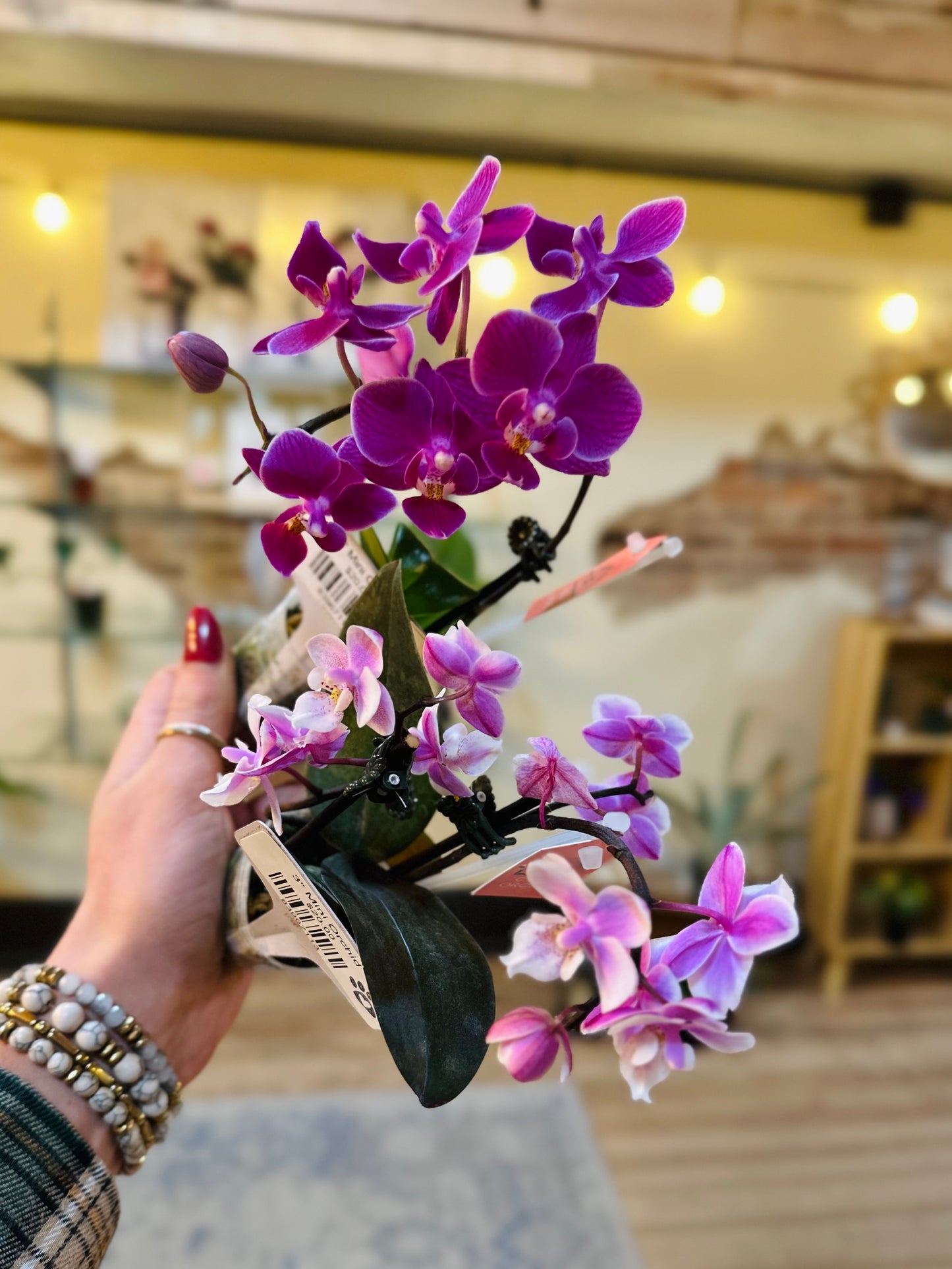 3" Mini Orchid