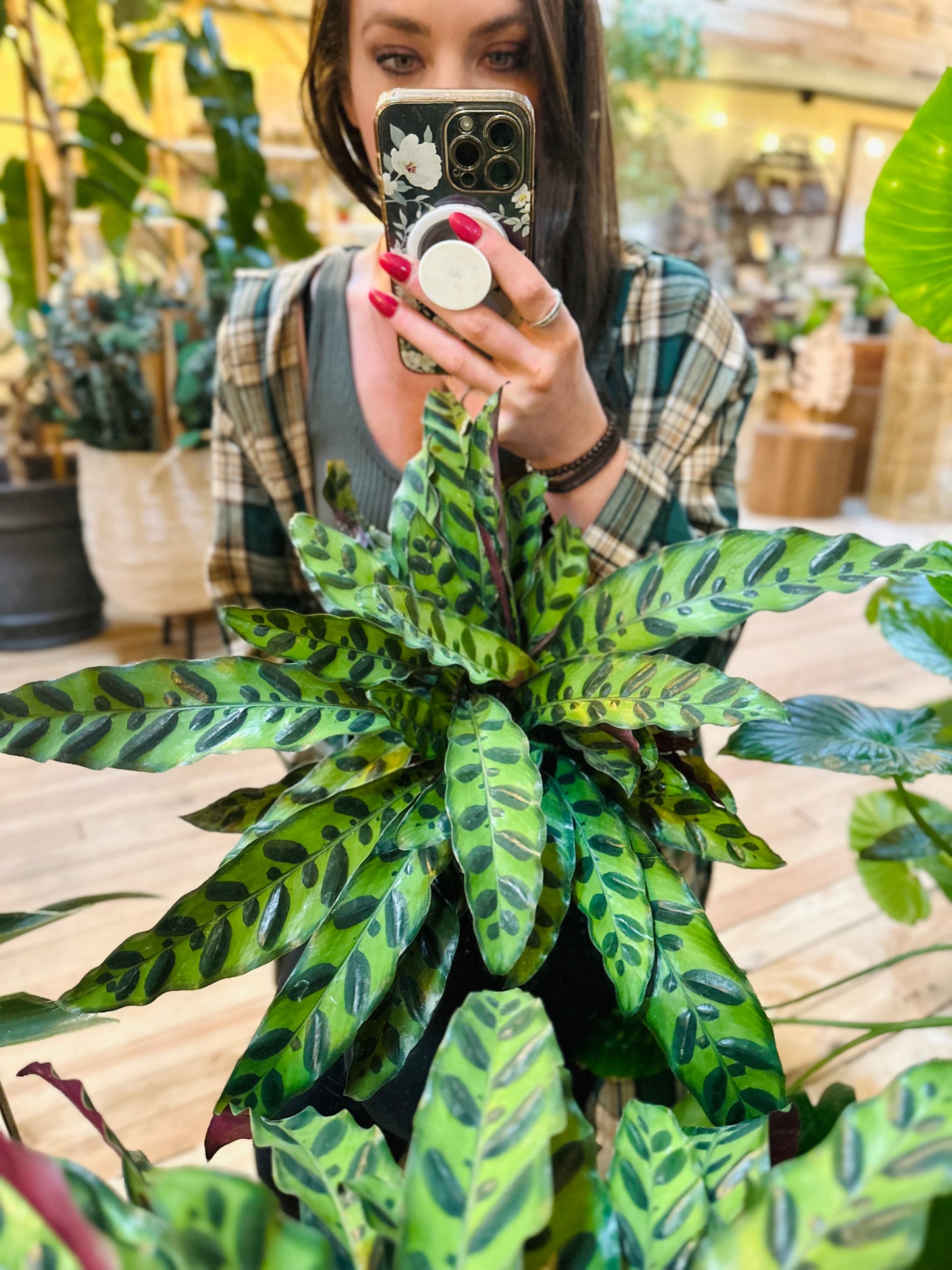 8" Calathea Rattlesnake