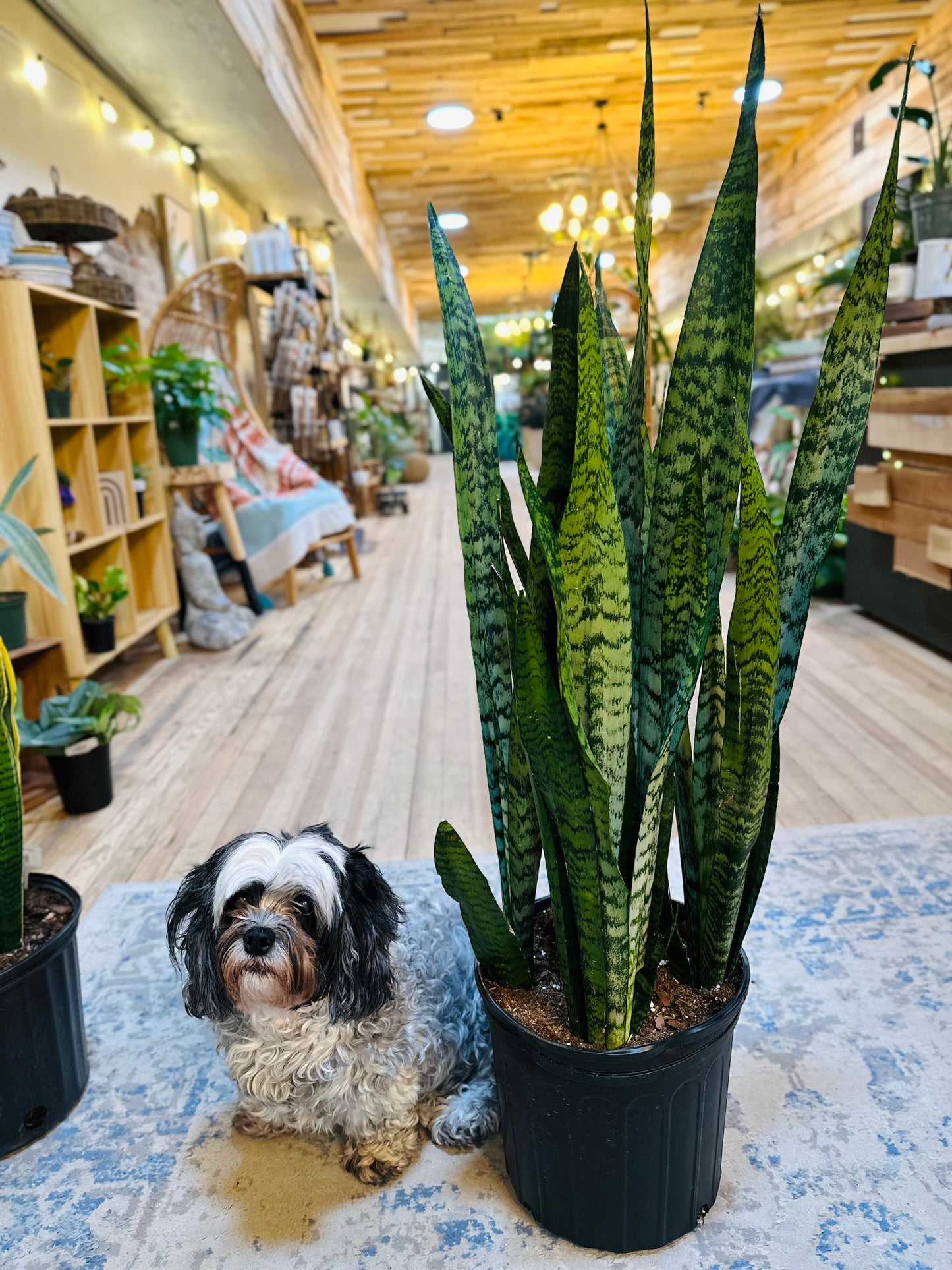 10" Zeylanica Snake Plant