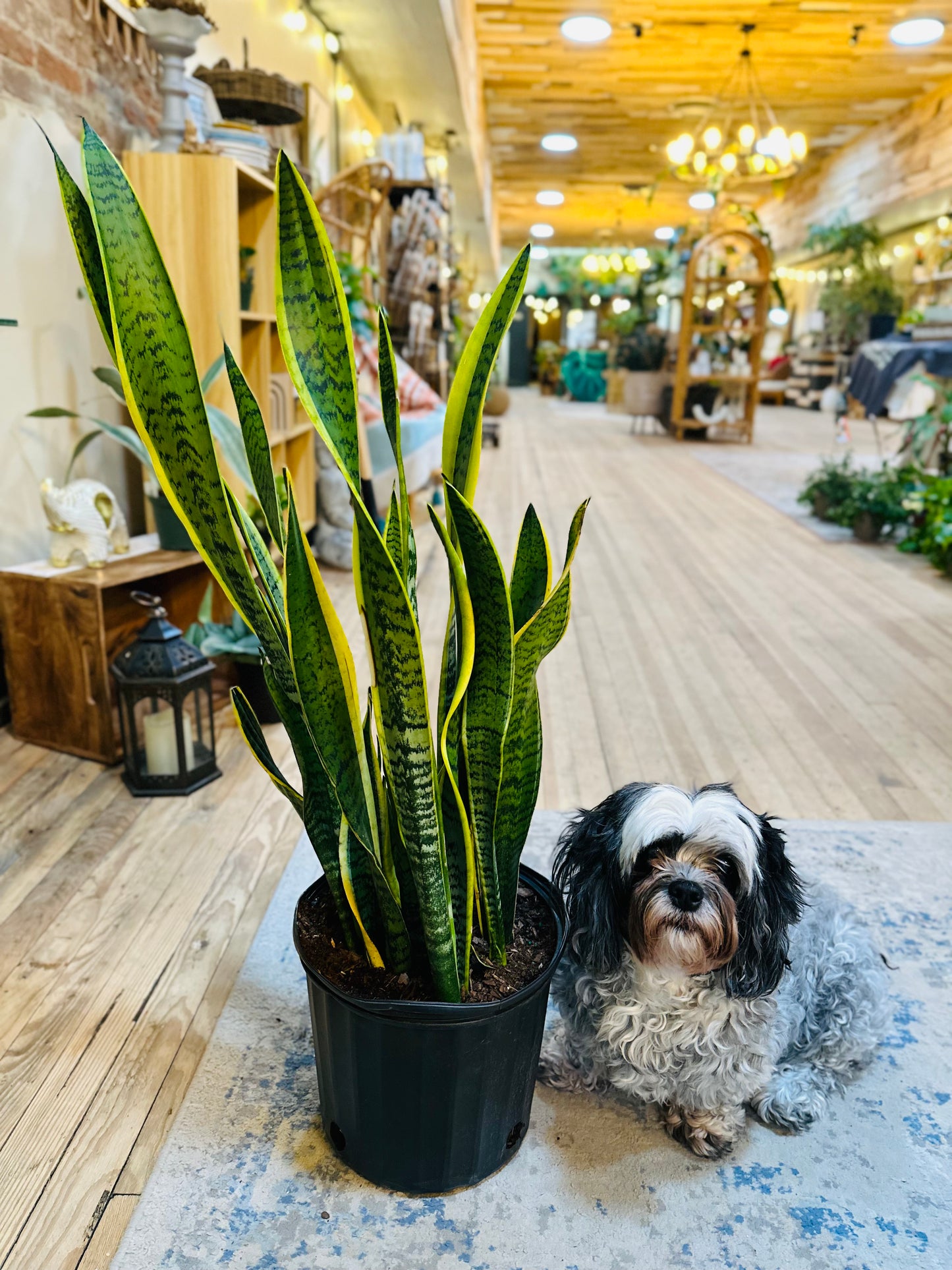 10" Laurentii Snake Plant