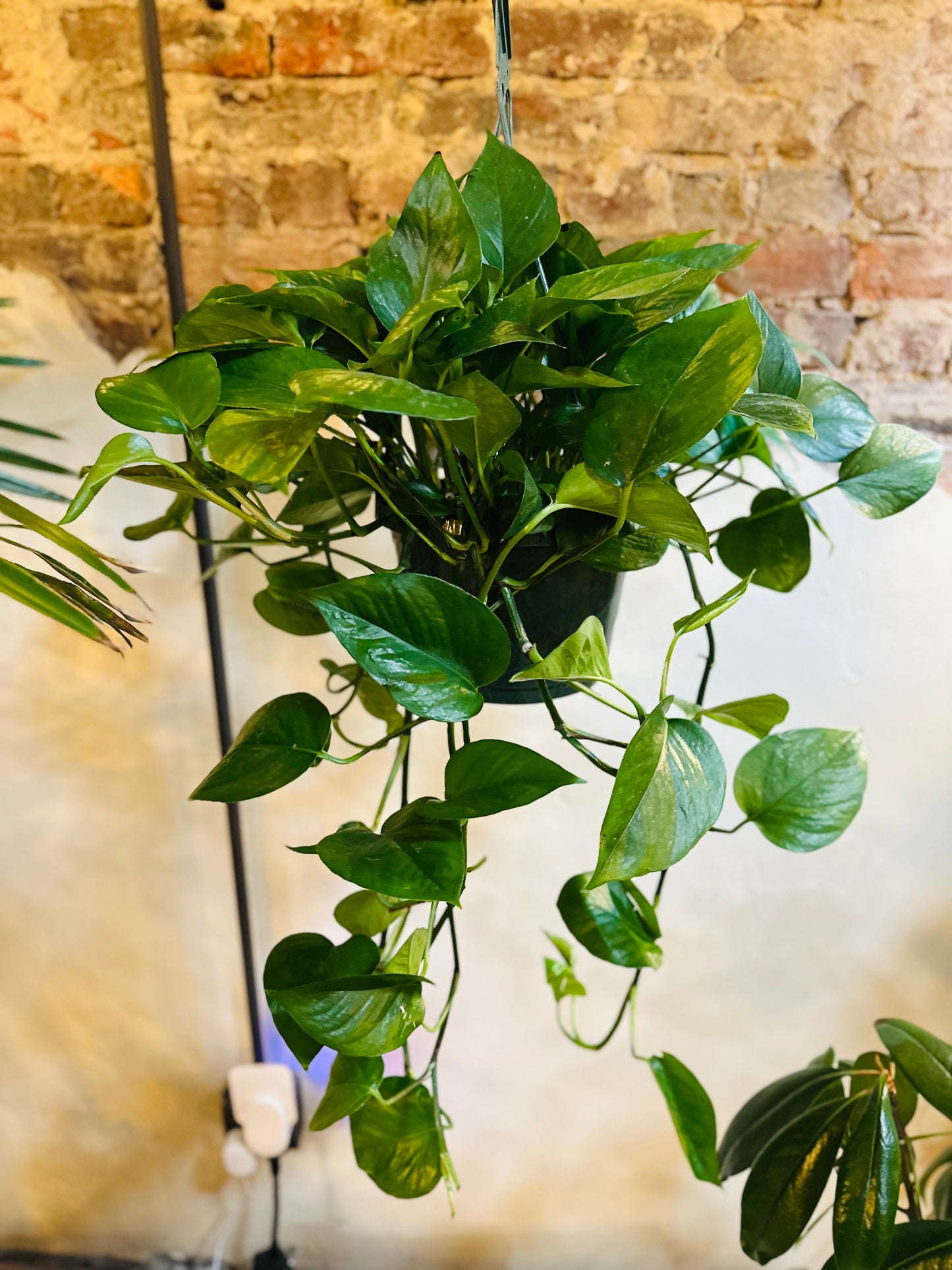 8" Jade Pothos Basket
