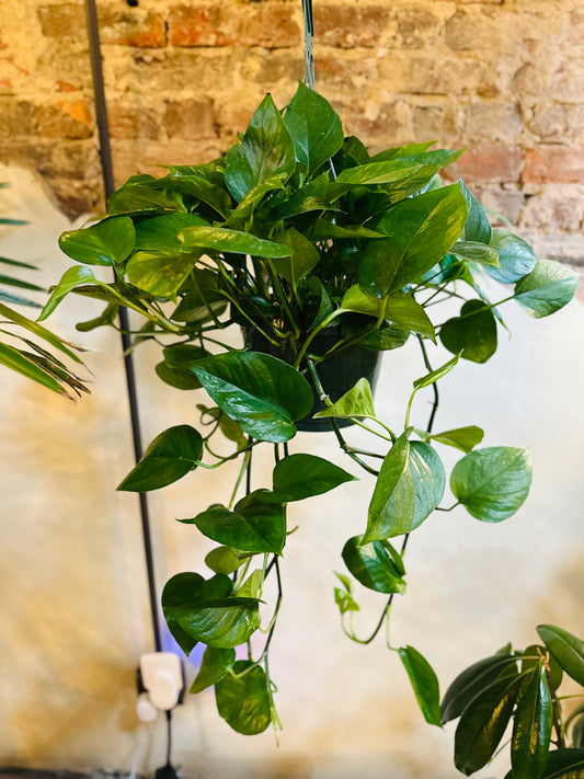 8" Jade Pothos Basket