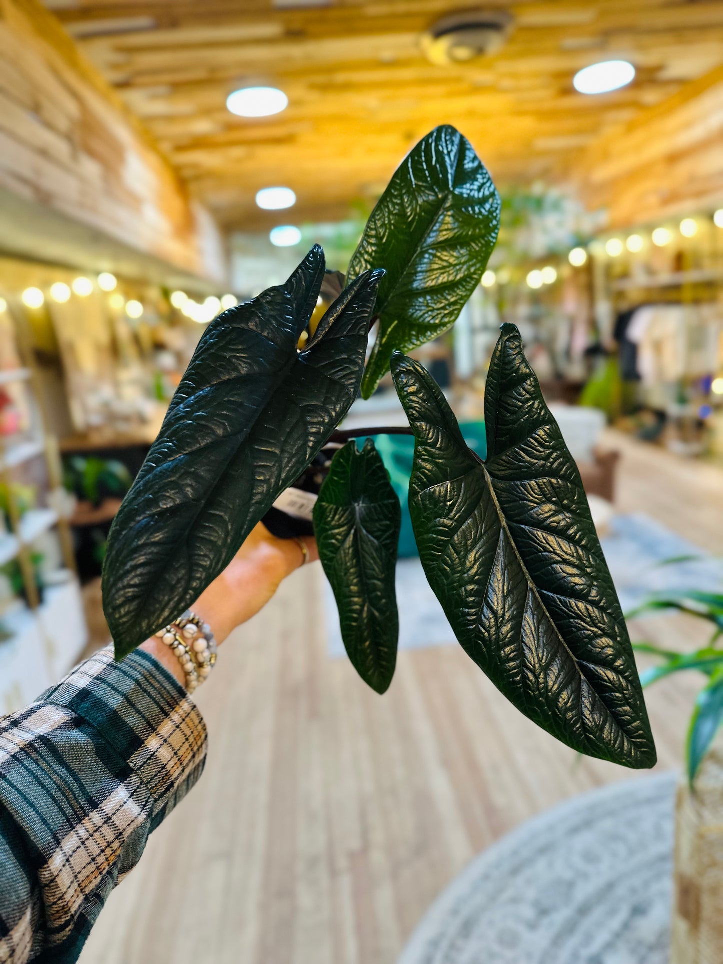 4" Alocasia Scalprum