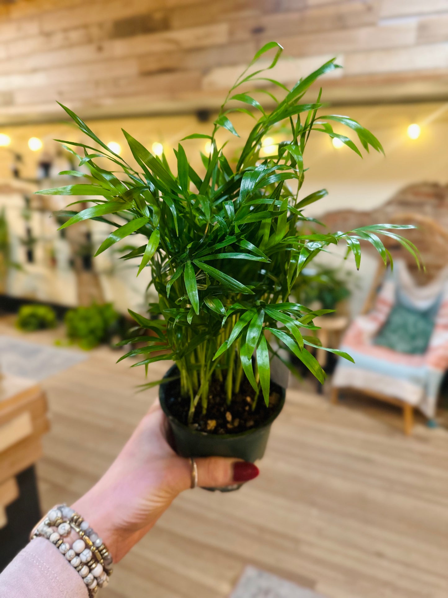 4" Parlor Palm