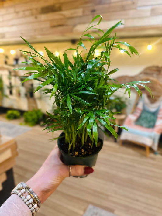 4" Parlor Palm