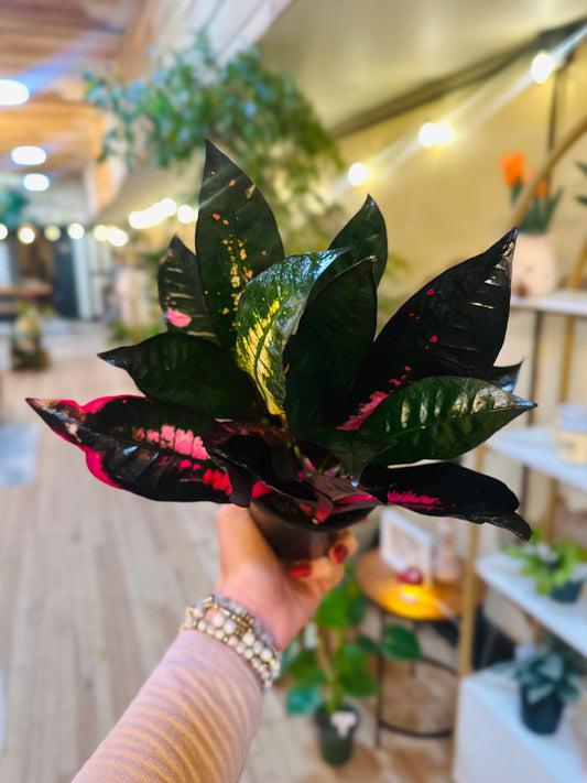 4" Croton Mrs. Iceton