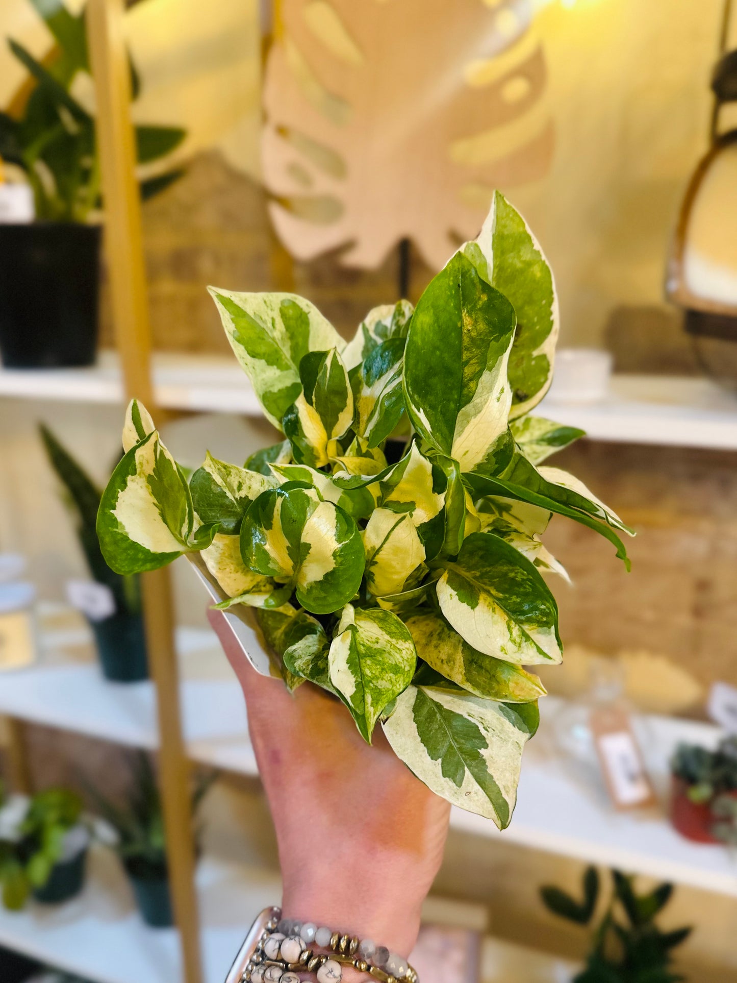 4" Pearls & Jade Pothos