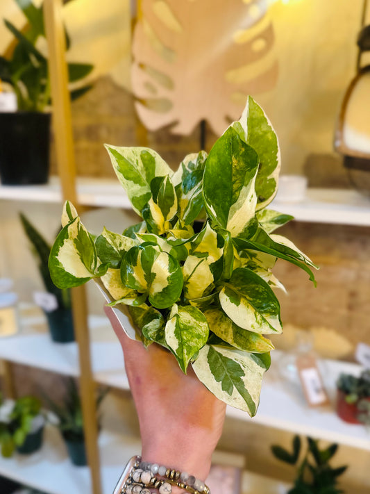 4" Pearls & Jade Pothos