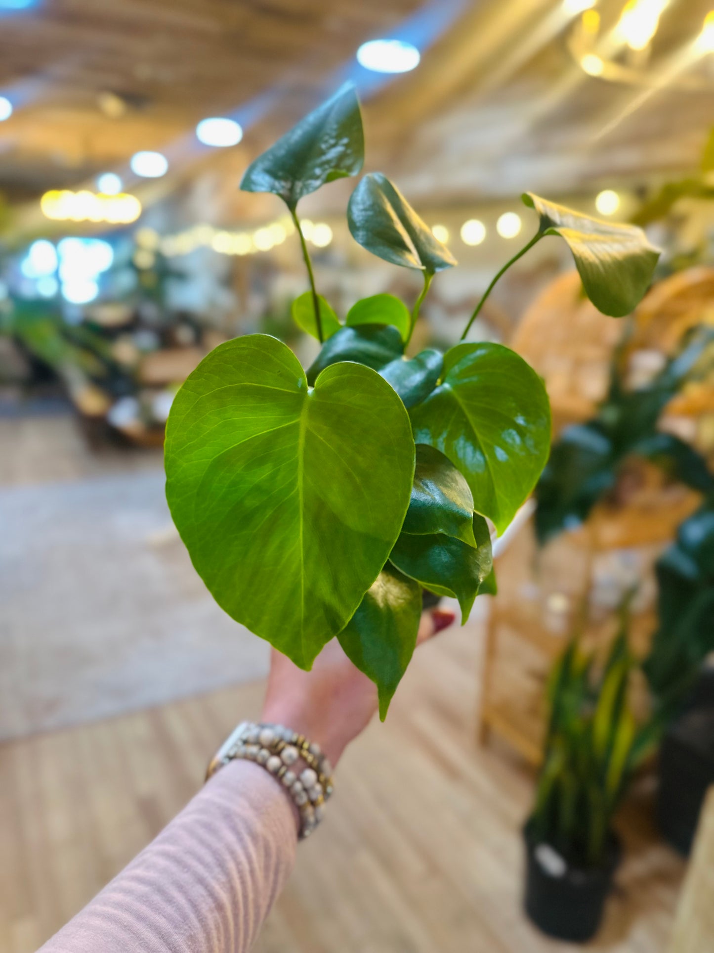 4" Monstera Deliciosa