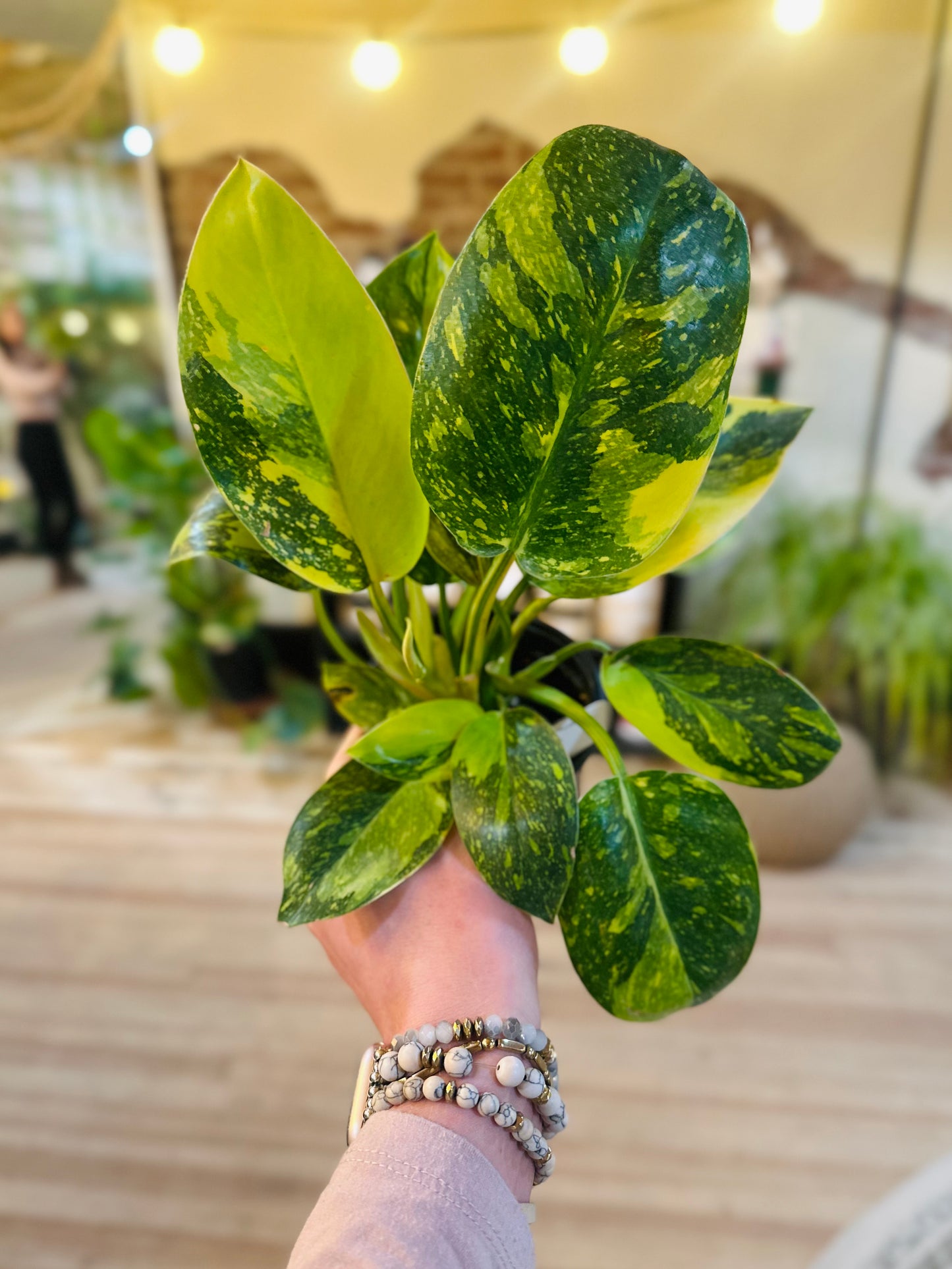 4" Philodendron Congo Nuclear